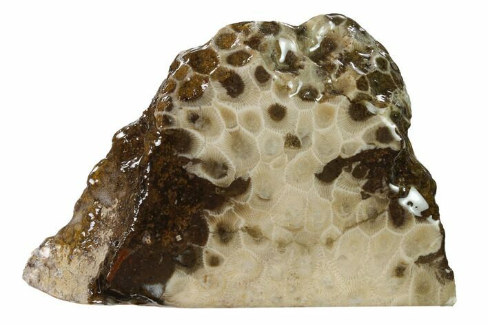 Free-Standing, Petoskey Stone (Fossil Coral) Section - Michigan #160265